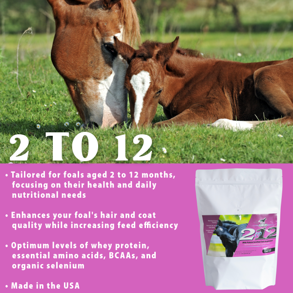 2to12_1080x1080_pouch 2 to 12